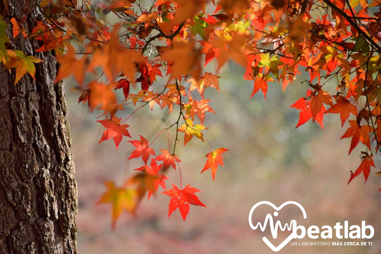 Hojas de otoño en tonos rojos y naranjos que representan el cansancio estacional y los cambios en el sistema inmune